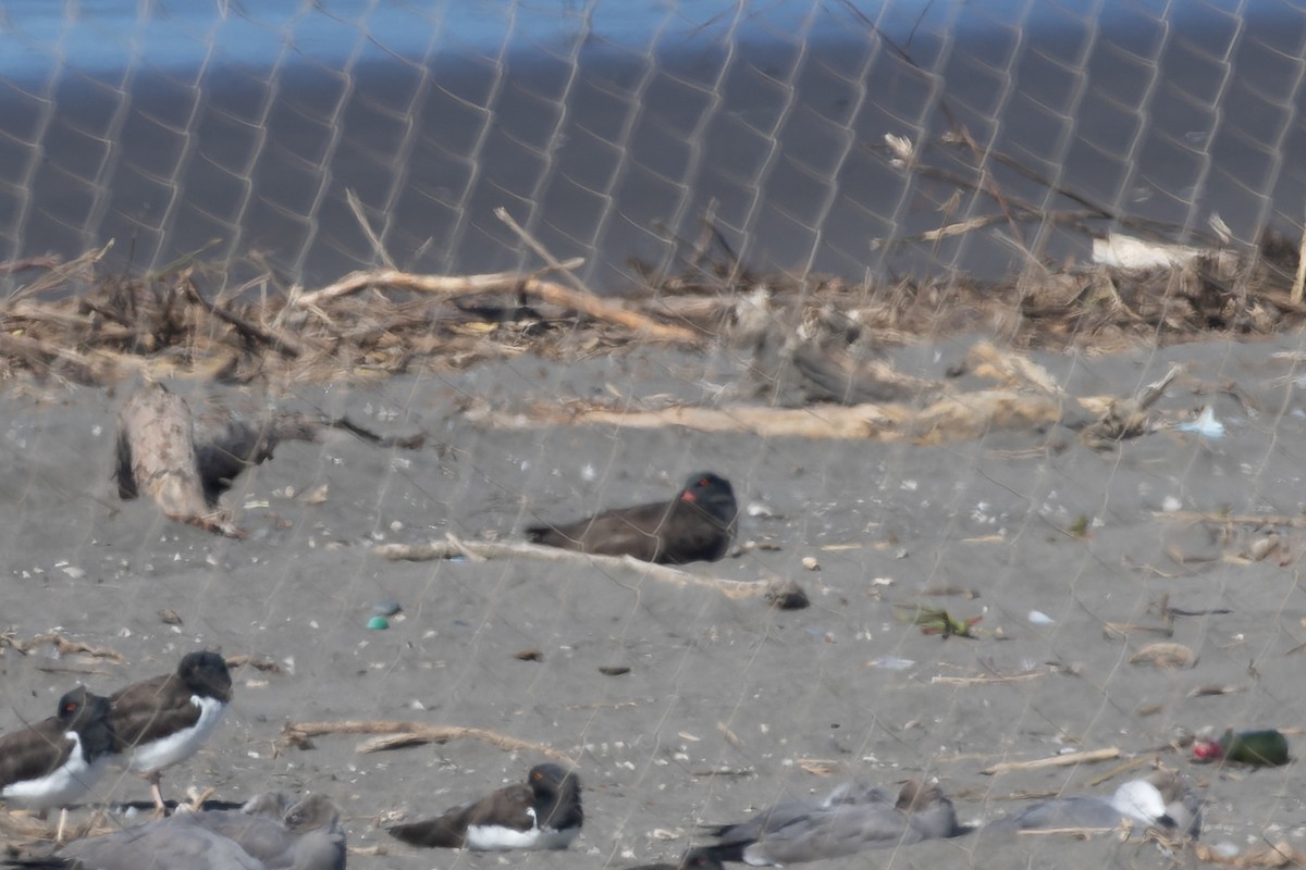 Blackish Oystercatcher - ML608312999