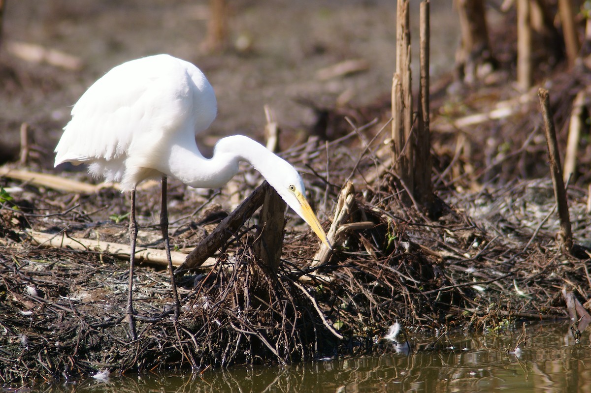 Great Egret - ML608313074