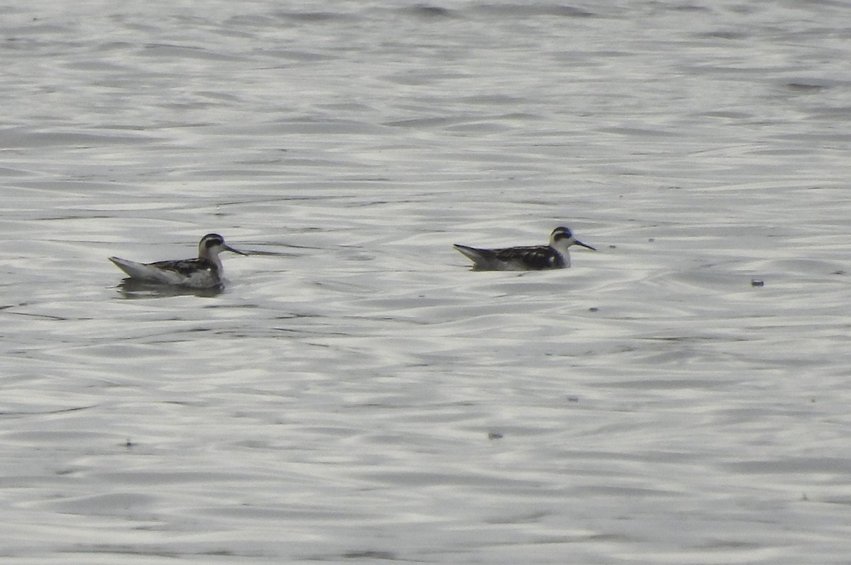 Red-necked Phalarope - ML608313155