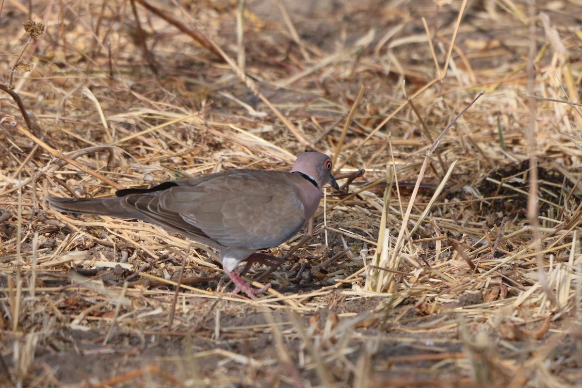 Mourning Collared-Dove - ML608313159