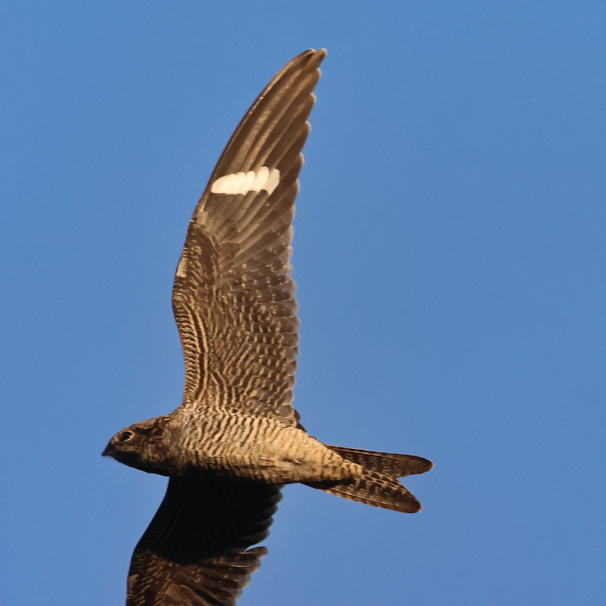 lelek sokolí - ML608313227