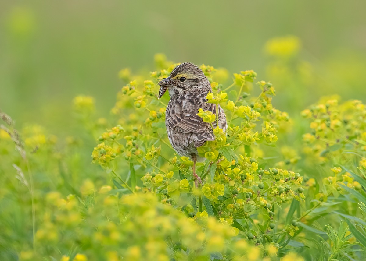 Savannah Sparrow - ML608313278