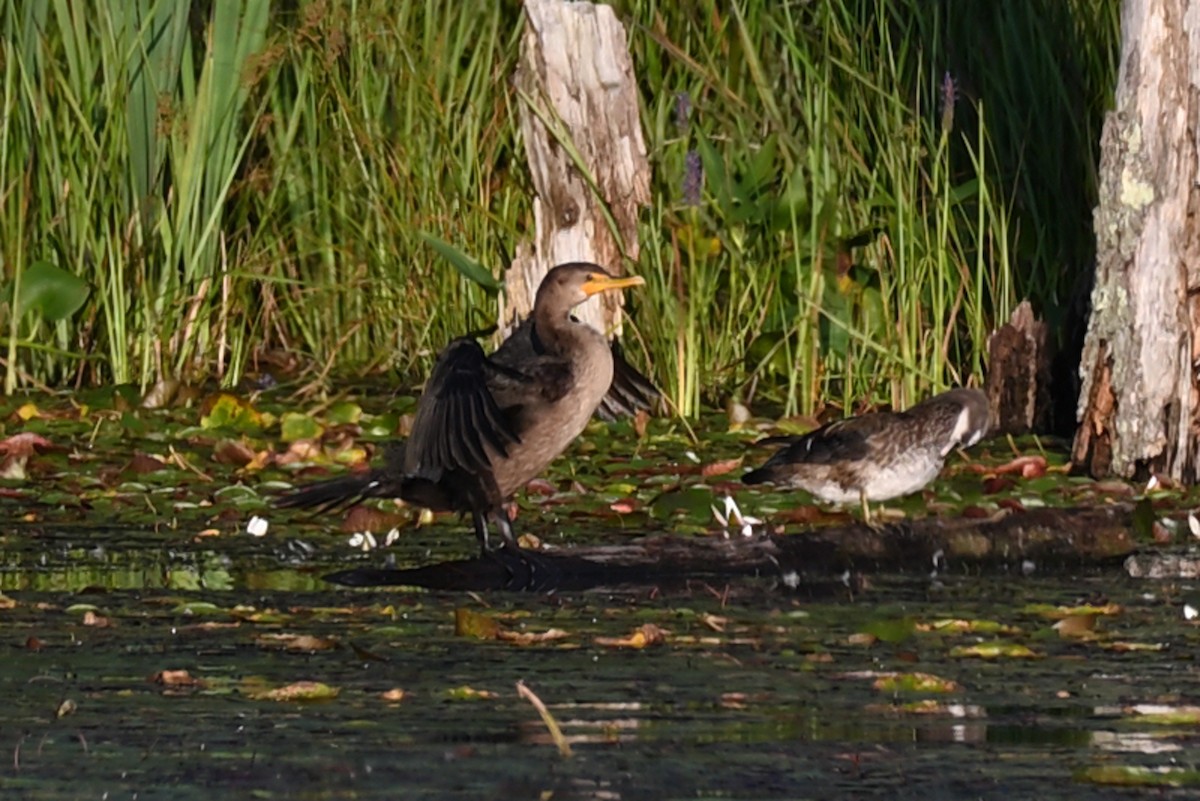Cormoran à aigrettes - ML608313365