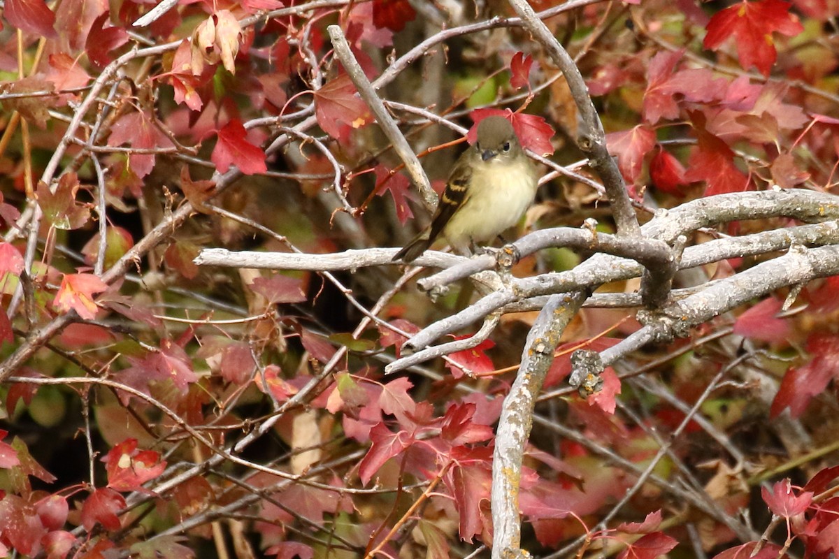 Least Flycatcher - ML608313453