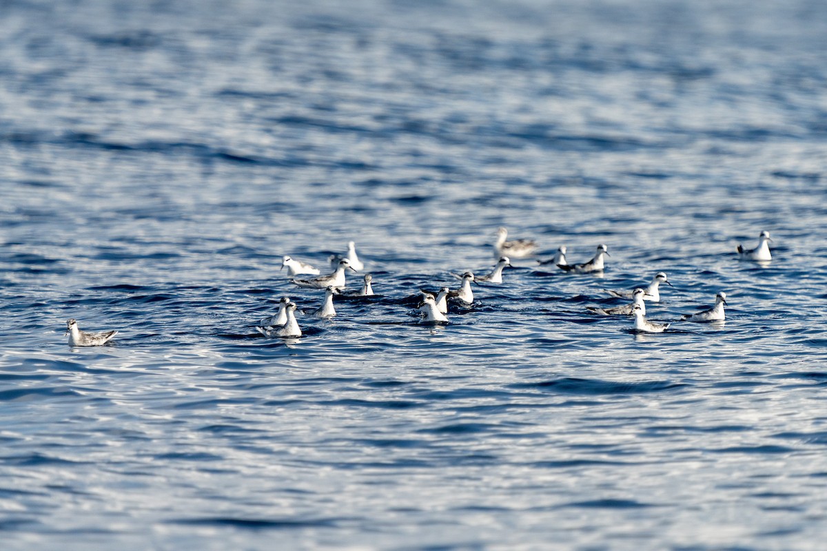 Red-necked Phalarope - ML608313519