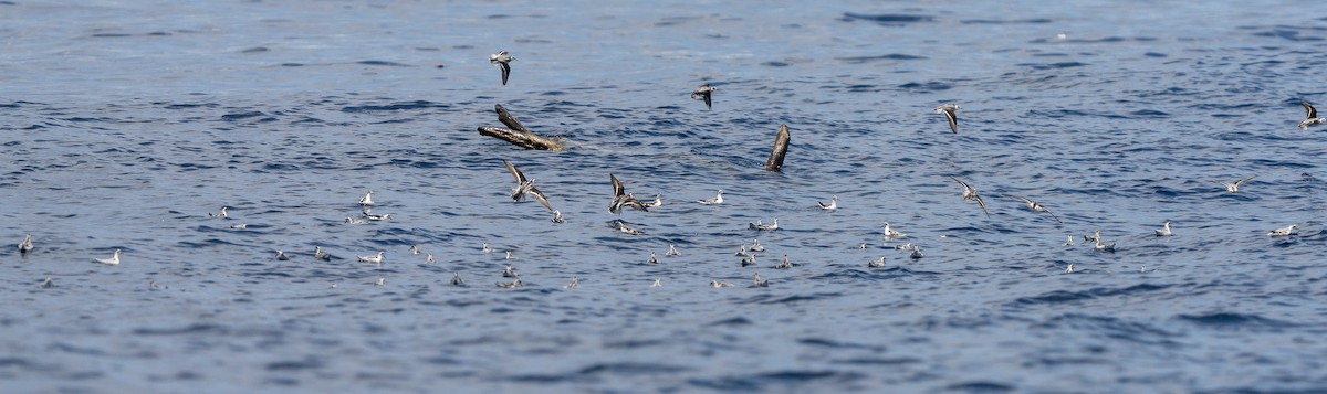 Red-necked Phalarope - ML608313520