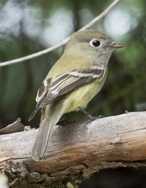 Hammond's Flycatcher - Homer Hansen