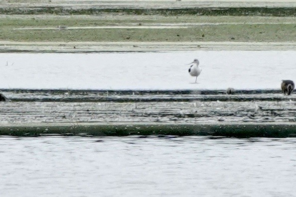 tenkozobec americký - ML608313740