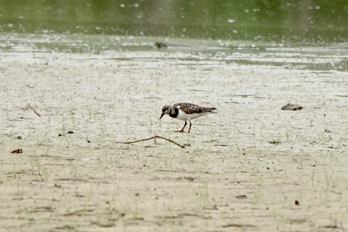 Ruddy Turnstone - ML608313787
