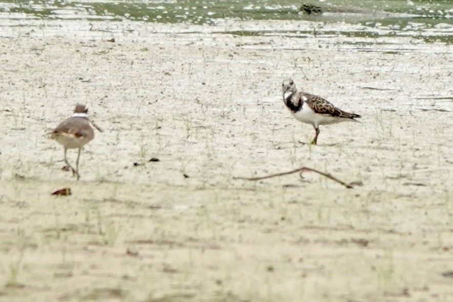 Ruddy Turnstone - ML608313788