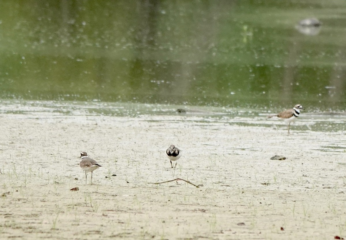 Ruddy Turnstone - ML608313795