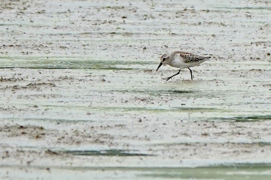 Western Sandpiper - ML608313831