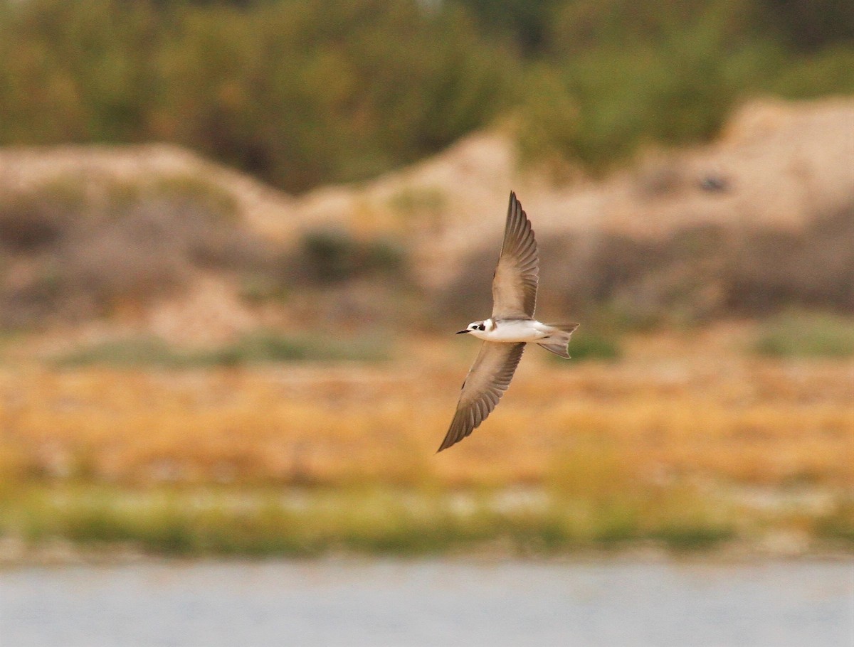 Black Tern - ML608314019