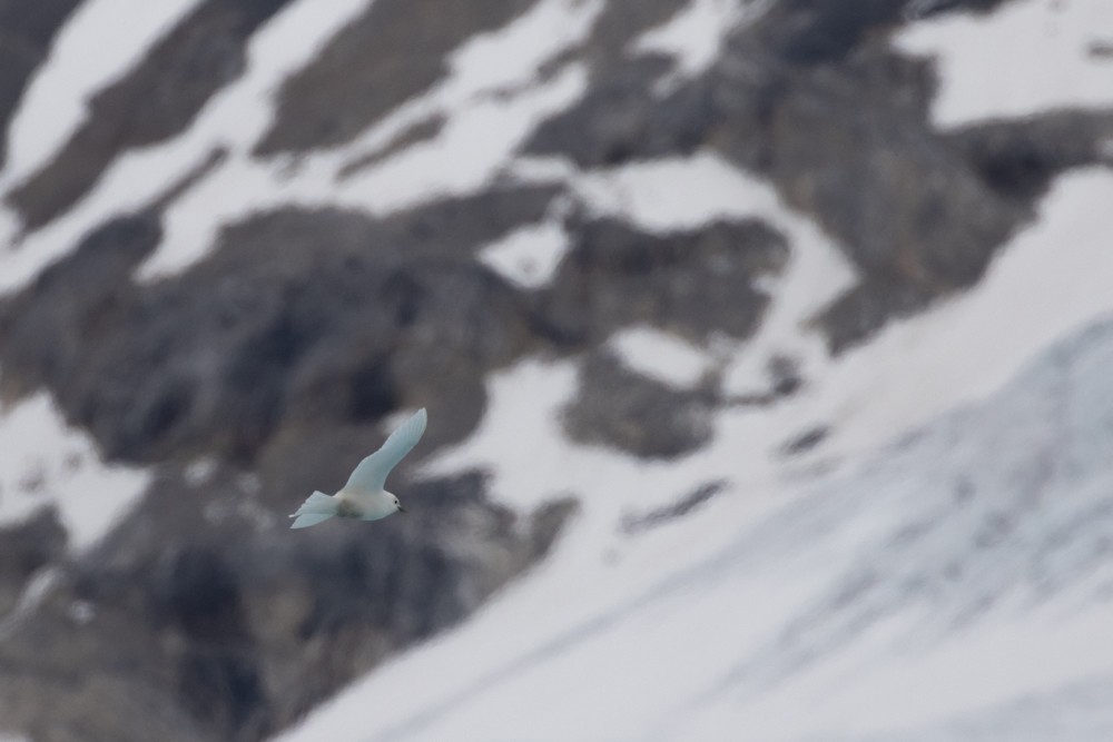 Ivory Gull - ML608314047