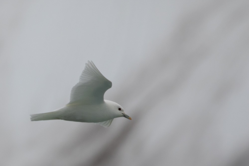 Ivory Gull - ML608314053