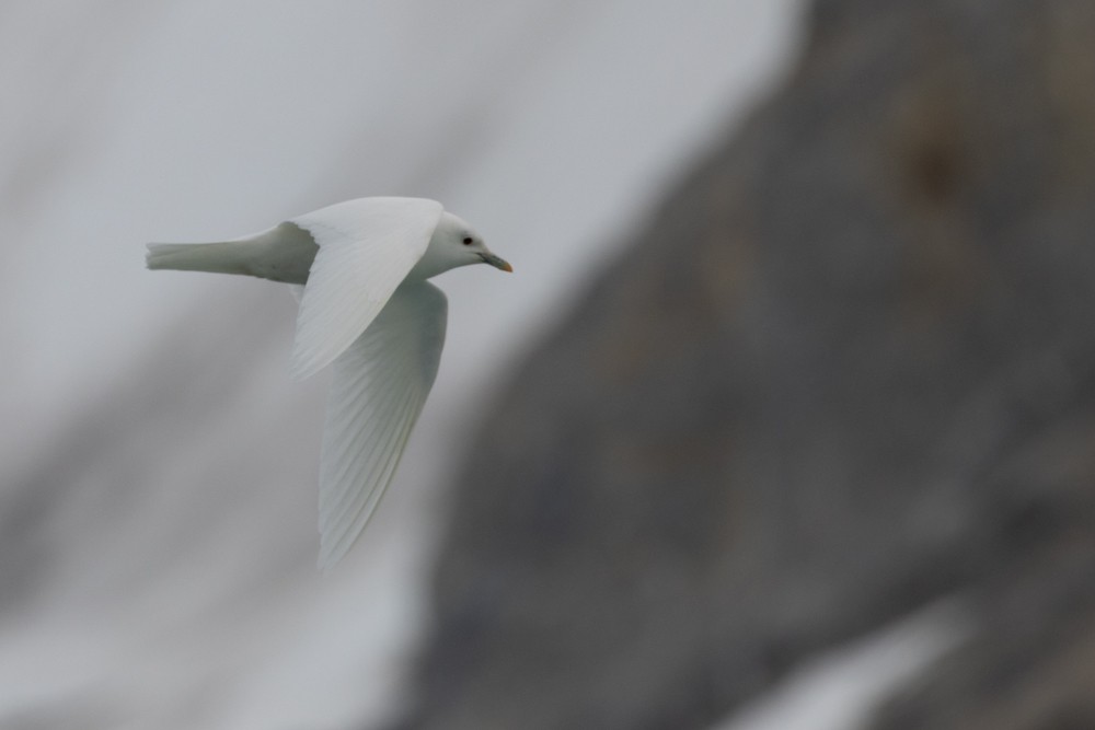 Ivory Gull - ML608314060