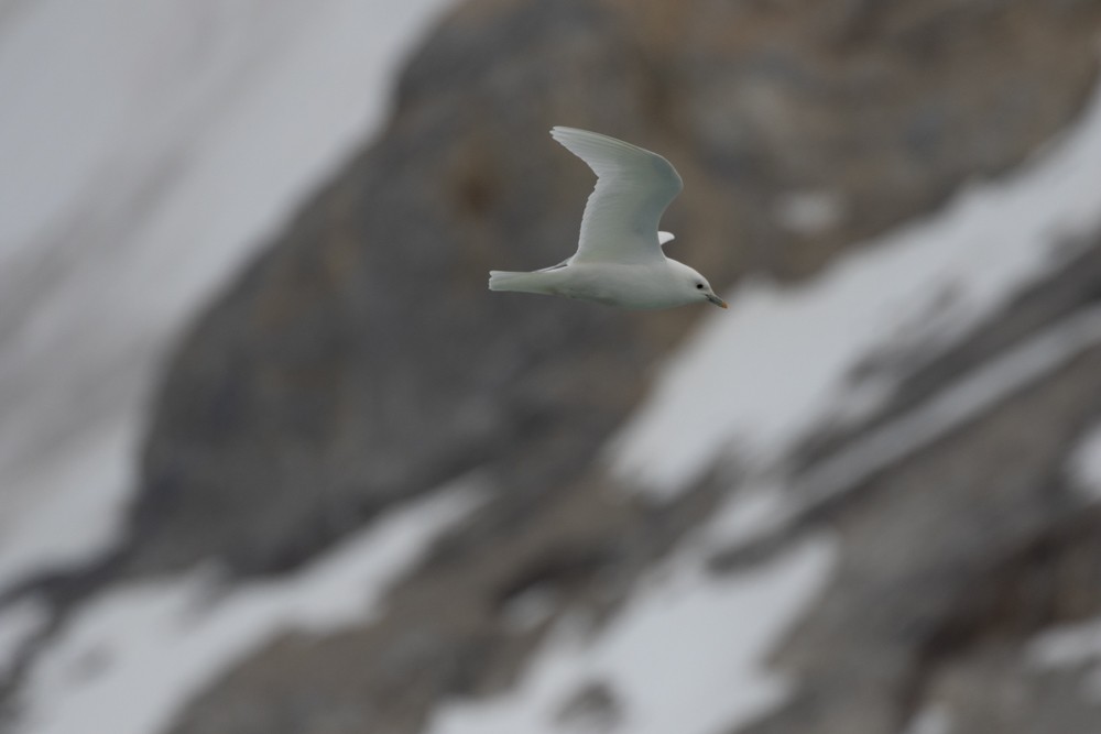 Ivory Gull - Denis Corbeil