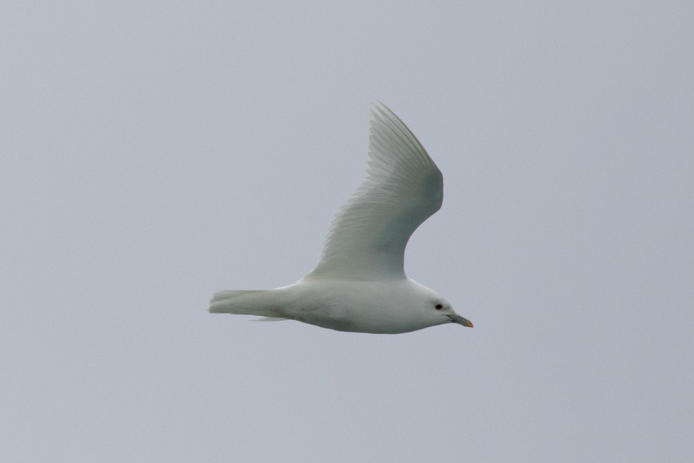 Ivory Gull - ML608314074