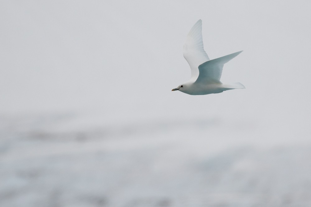 Ivory Gull - Denis Corbeil