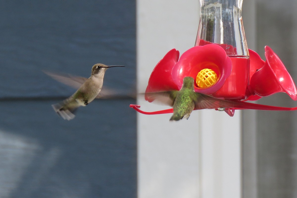 Black-chinned Hummingbird - ML608314273