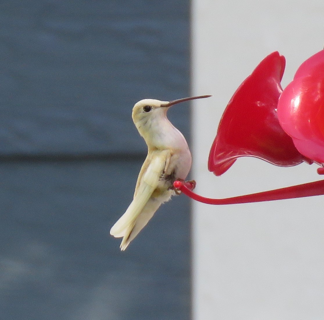 Black-chinned Hummingbird - ML608314286