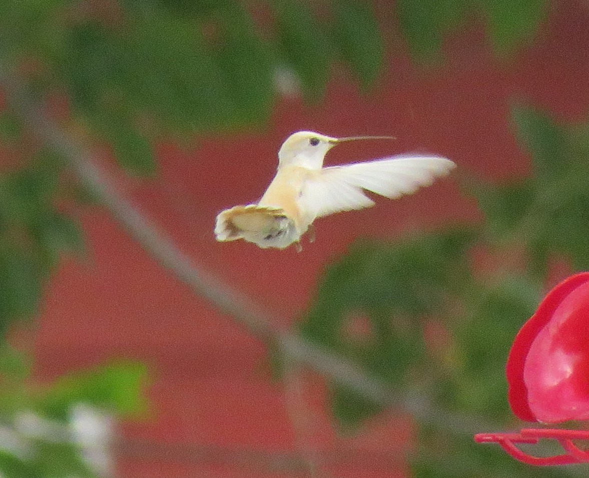 Black-chinned Hummingbird - ML608314302