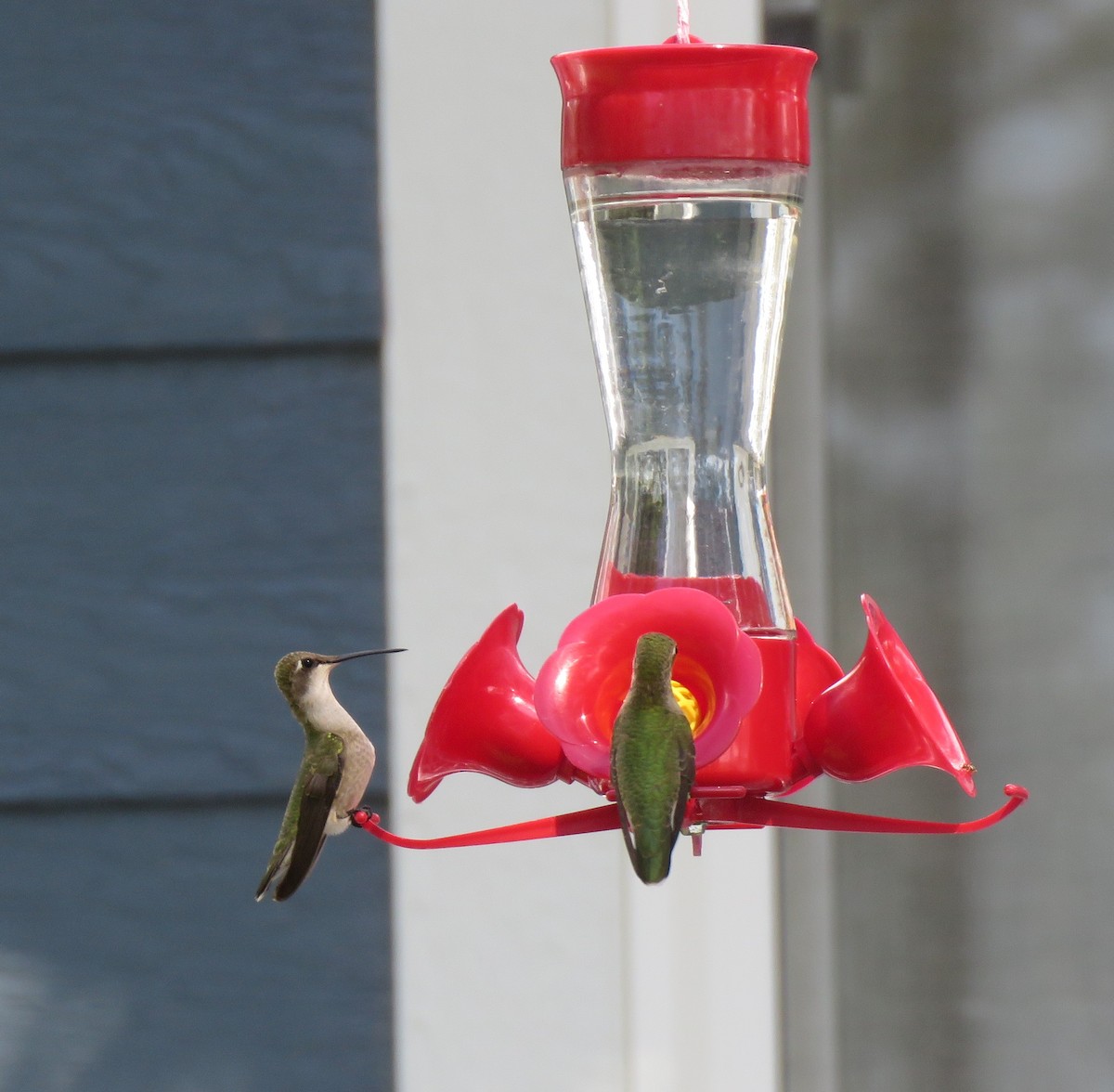 Black-chinned Hummingbird - ML608314348
