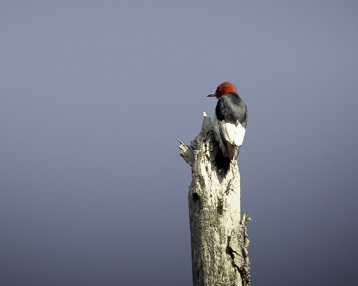 Red-headed Woodpecker - ML608314551