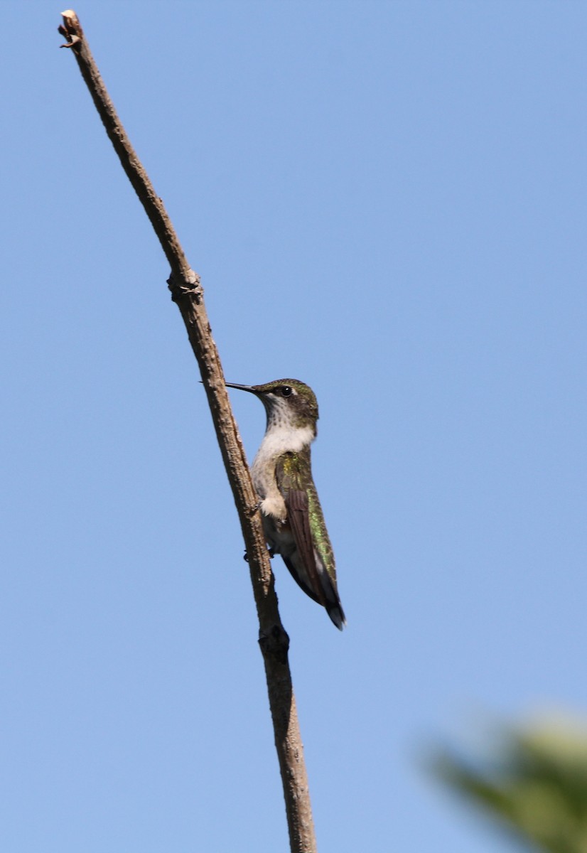 Ruby-throated Hummingbird - ML608314810