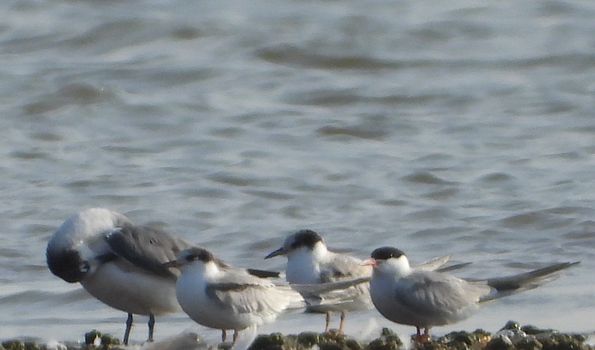 Common Tern - Mark Nolen