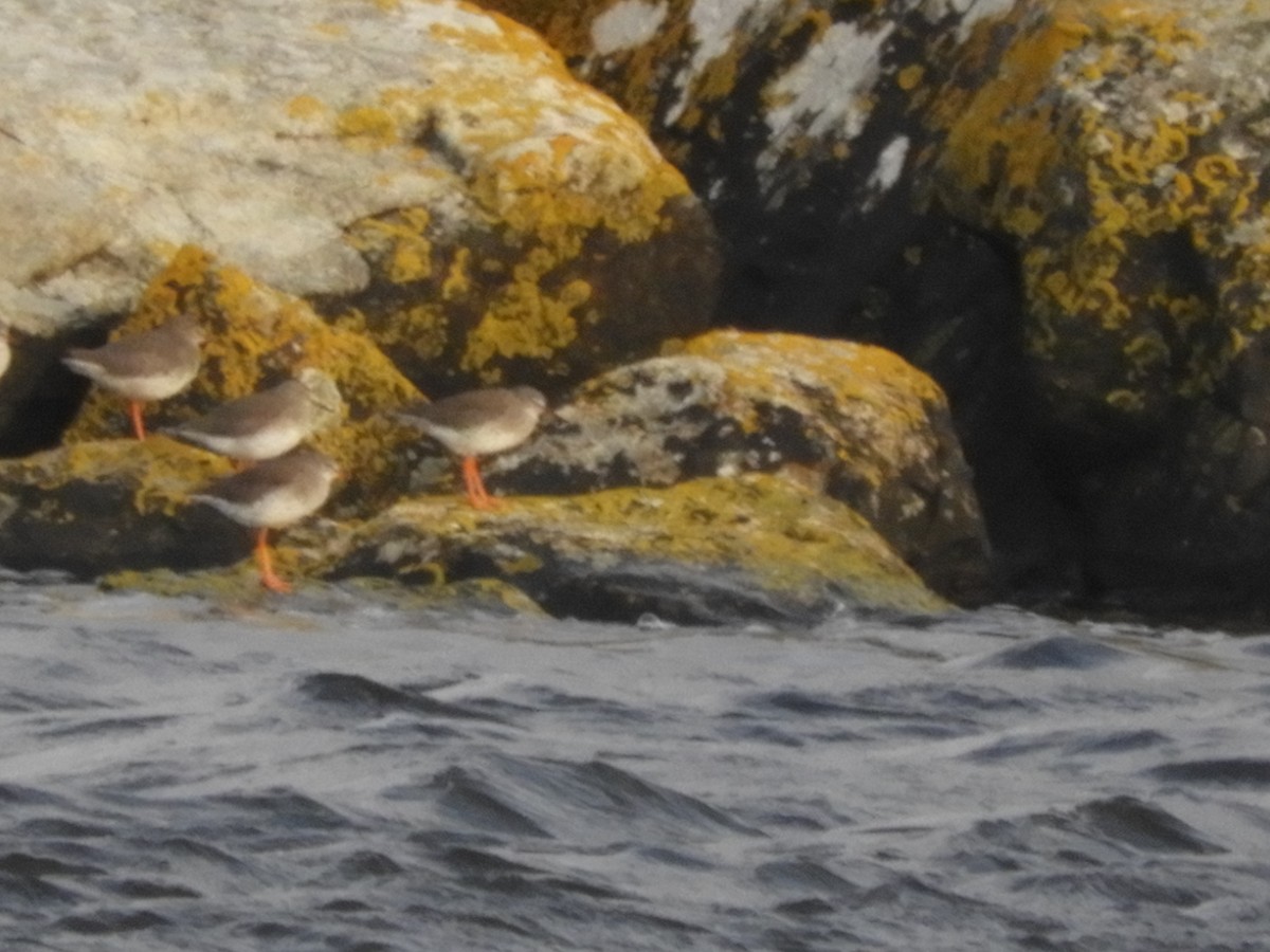 Common Redshank - Laura Markley