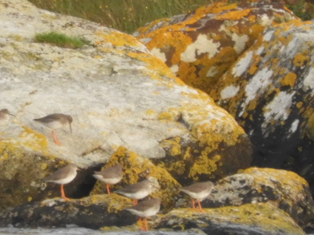 Common Redshank - ML608315411