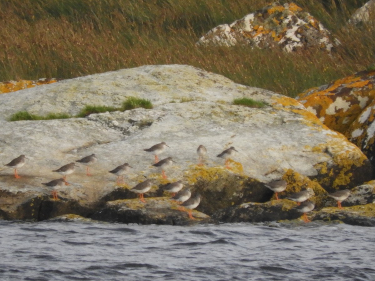 Common Redshank - Laura Markley