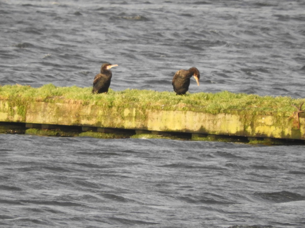 Cormorán Grande - ML608315420