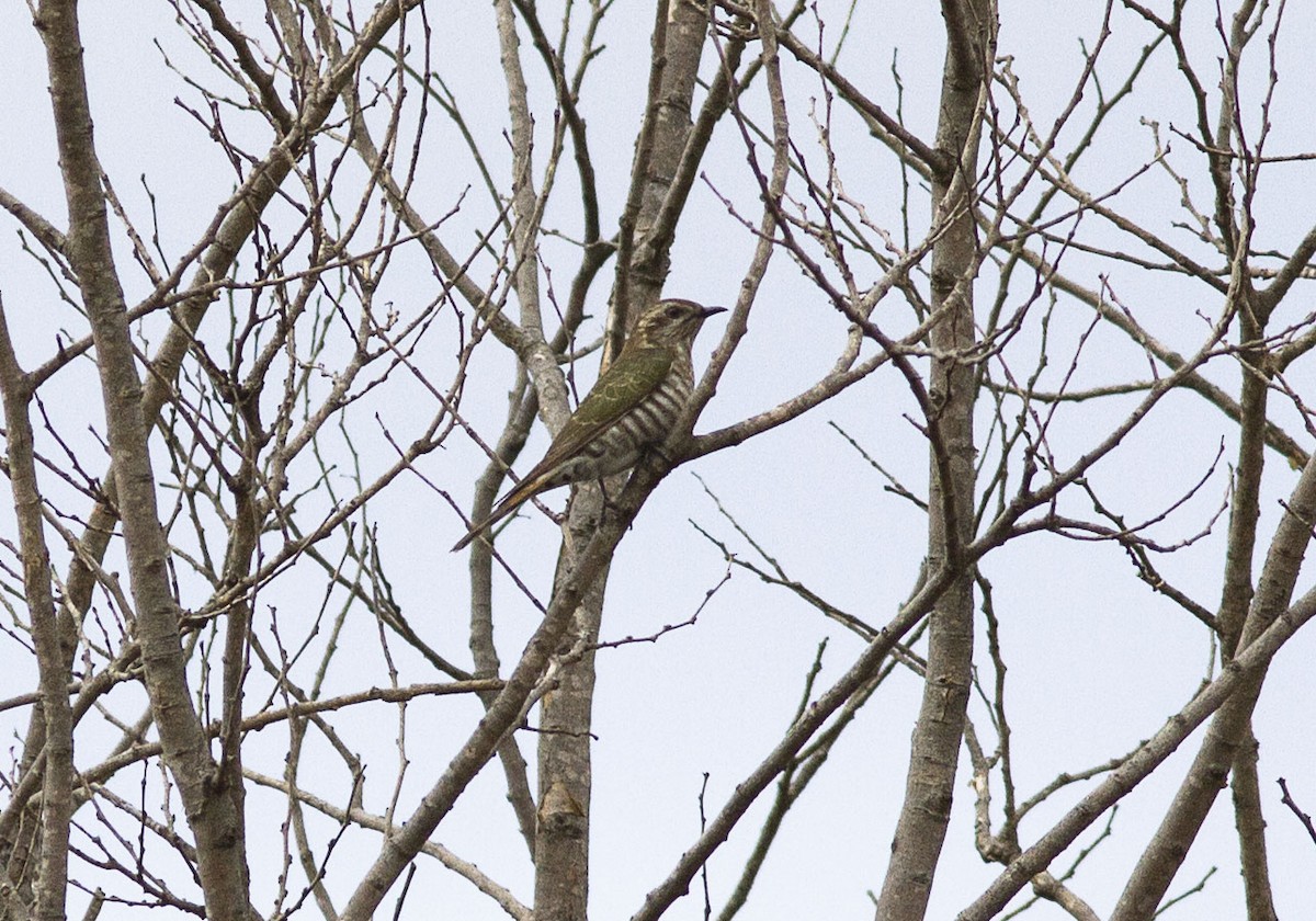 Horsfield's Bronze-Cuckoo - ML608315473