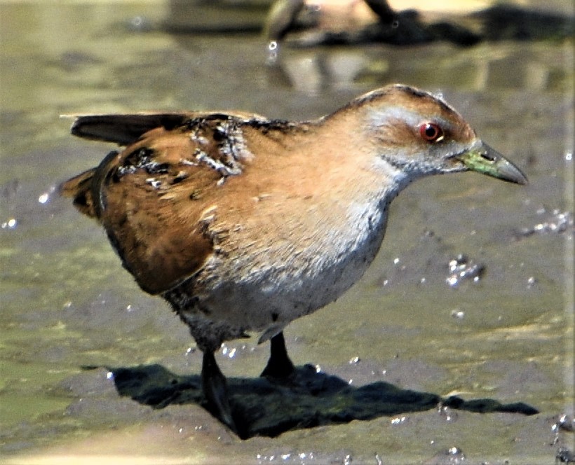 Baillon's Crake - Peter Brown