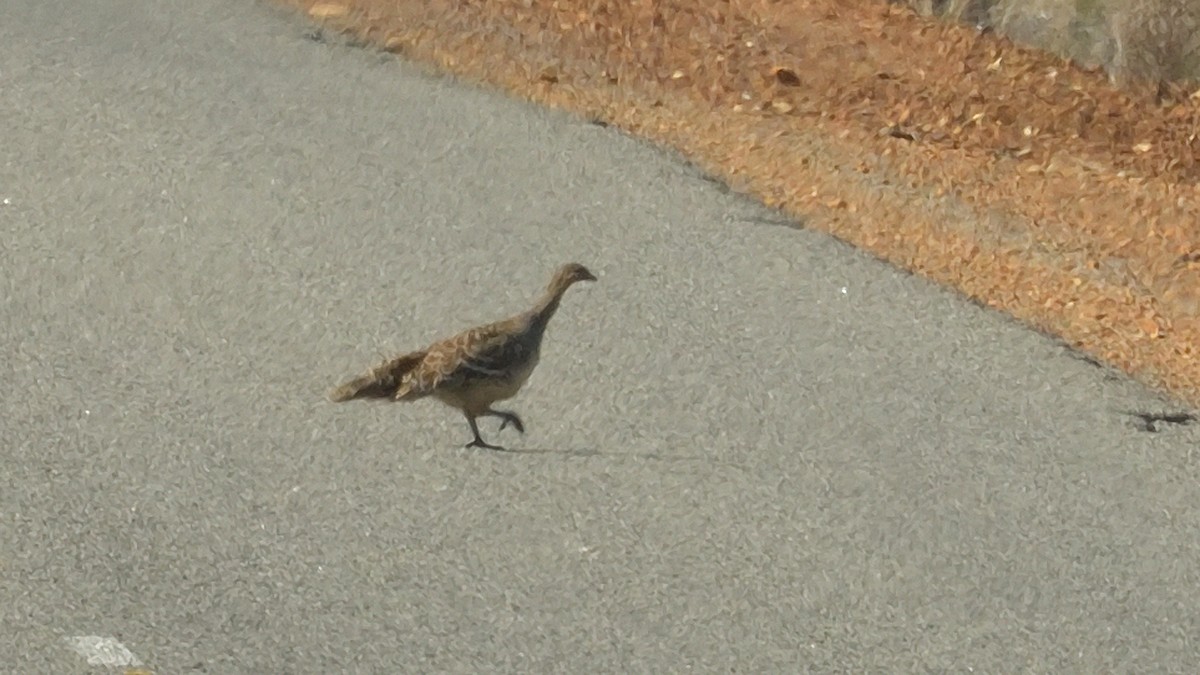 Malleefowl - ML608315614