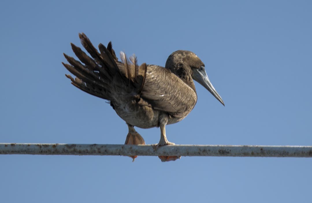 Brown Booby - Ottoniel Cojulun