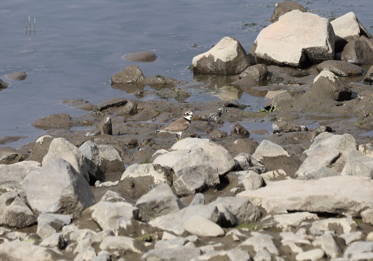 Semipalmated Plover - ML608315651