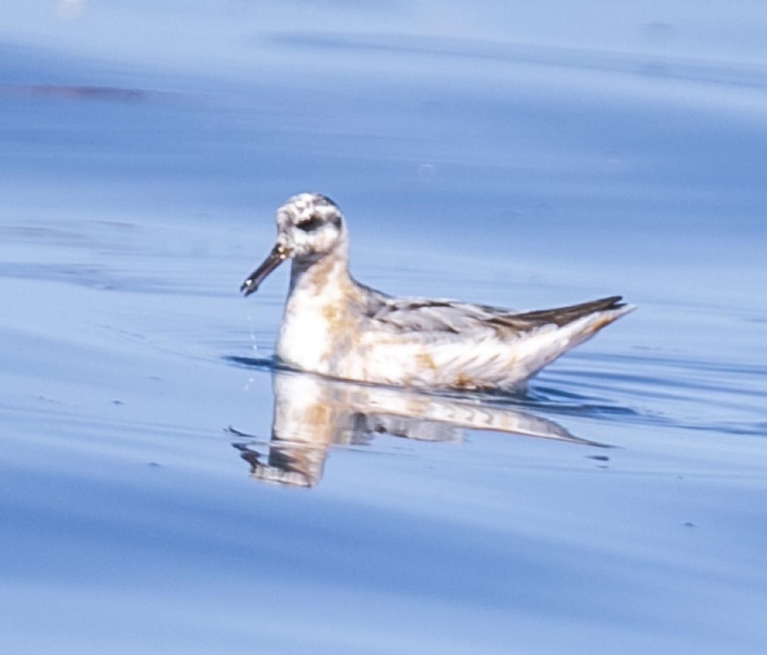 Red Phalarope - Ottoniel Cojulun