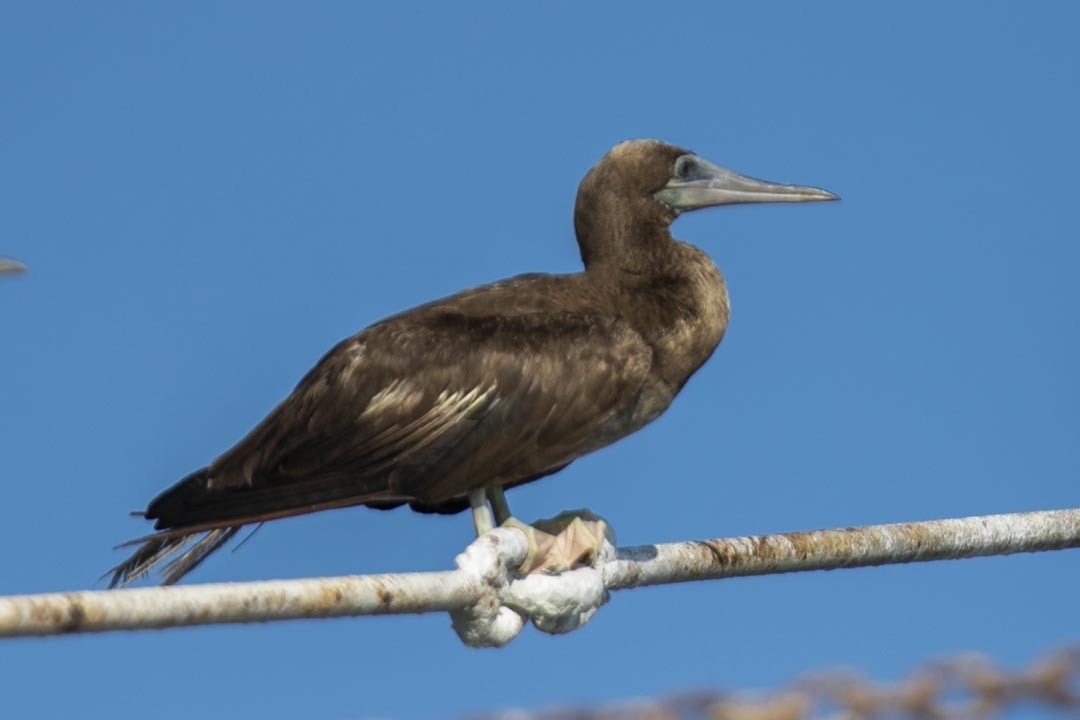 Brown Booby - Ottoniel Cojulun