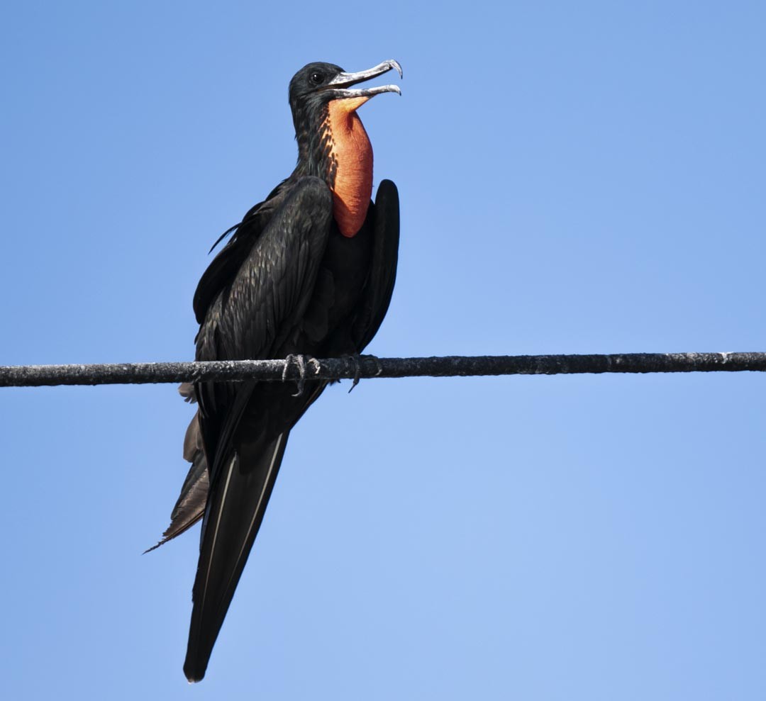 Magnificent Frigatebird - Ottoniel Cojulun