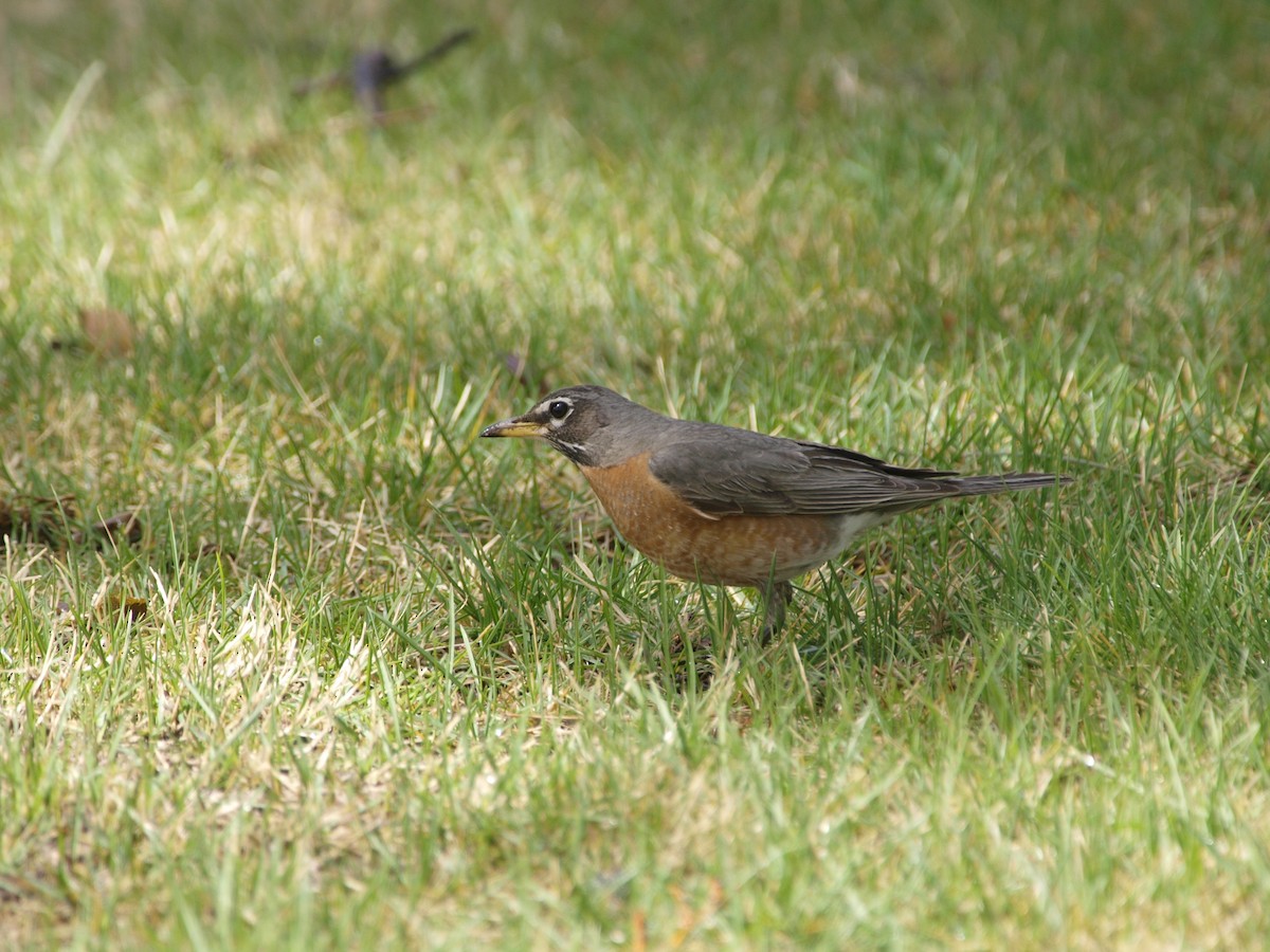 American Robin - ML608315789