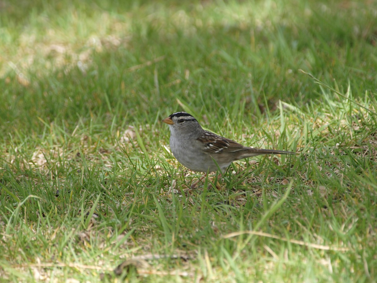White-crowned Sparrow - ML608315794