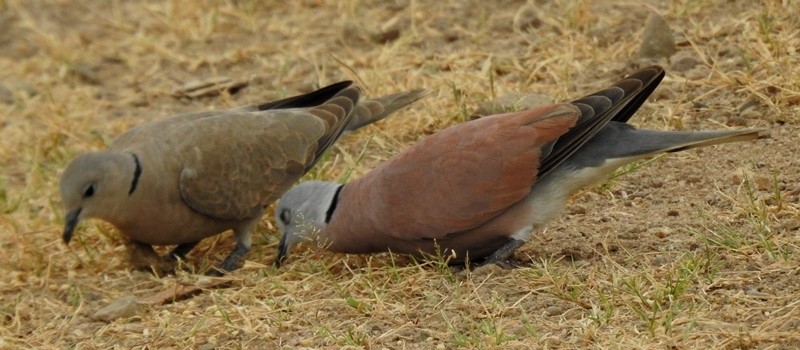 Red Collared-Dove - ML608315809