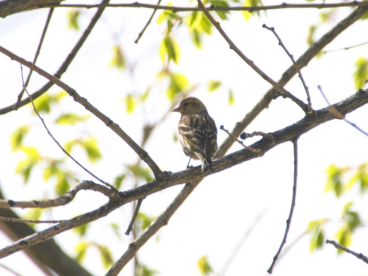 Pine Siskin - ML608315816