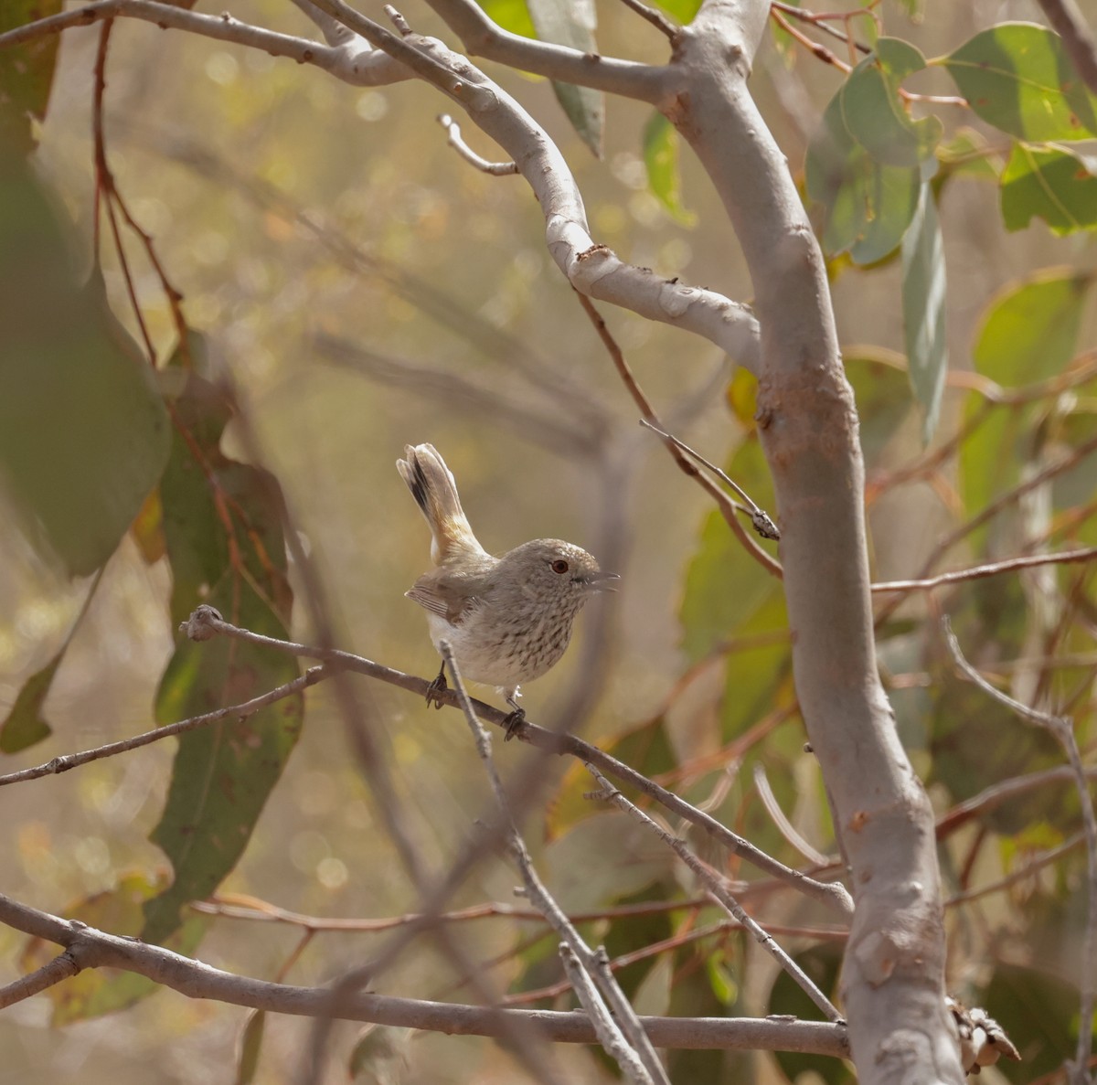 Inland Thornbill - Cheryl McIntyre