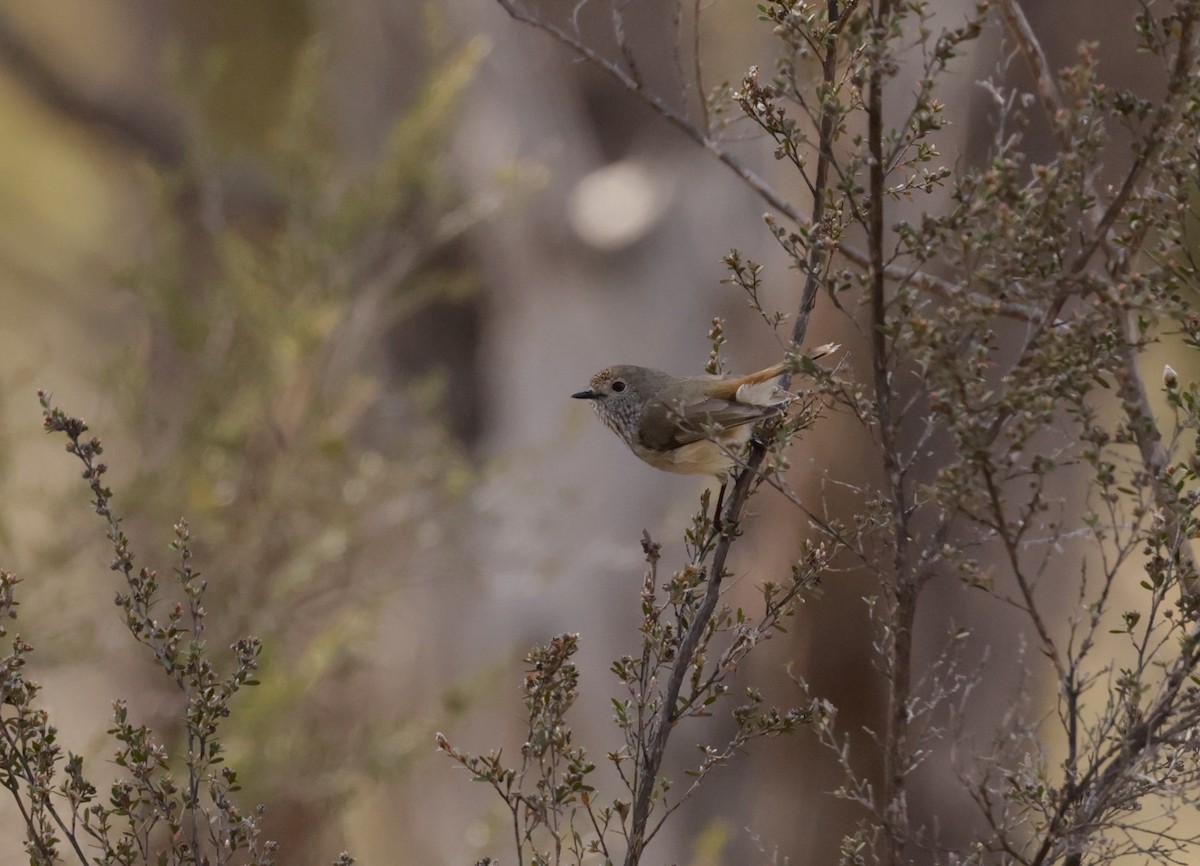 Inland Thornbill - Cheryl McIntyre