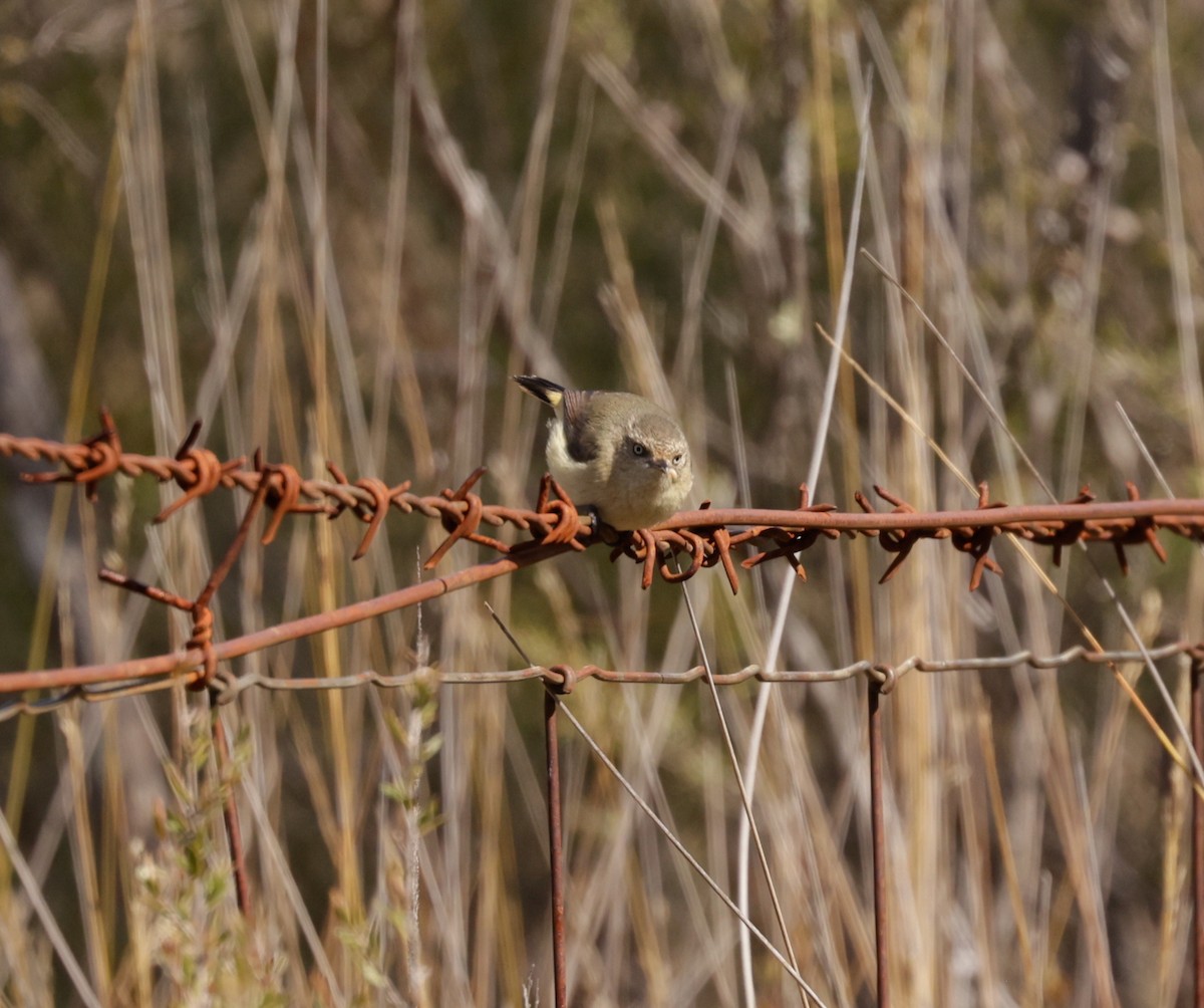 Buff-rumped Thornbill - ML608315858