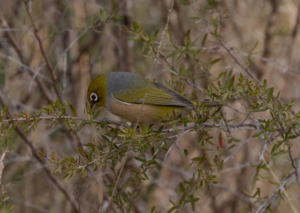 Zostérops à dos gris - ML608315874